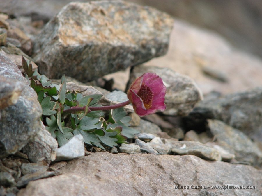 05_Fiore d'alta quota.JPG